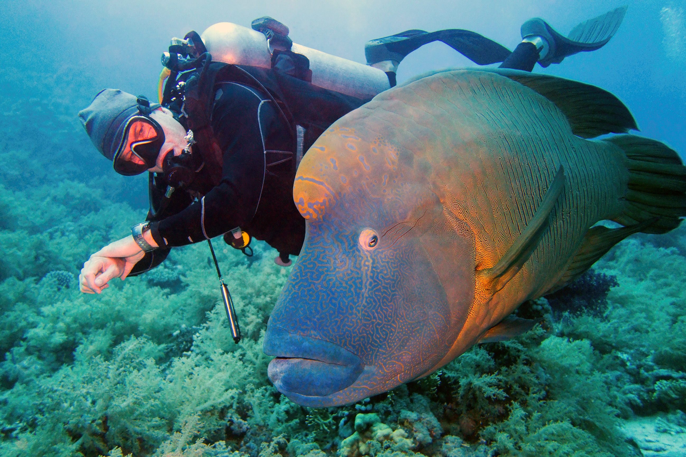 The Napoleon Fish A Living Reef Monument The Napoleon Fish A Living Reef Monument
